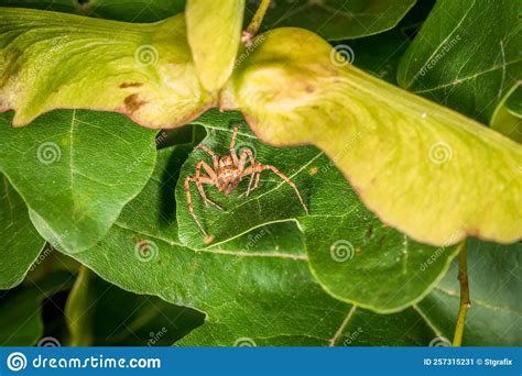  Orchestocoris! A Tiny Hunter With Eight Legs, Hiding Amongst the Leaves and Lurking for Its Prey