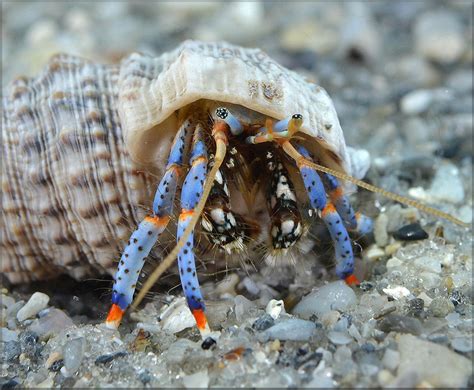  Crab! This Tiny Ten-Legged Tank Trudges Through Tides and Triumphs Over Tide Pools