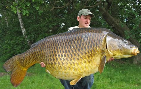  Dwergkarp! De Kleine Reus Met Een Groote Honger En Een Nog Grotere Persoonlijkheid