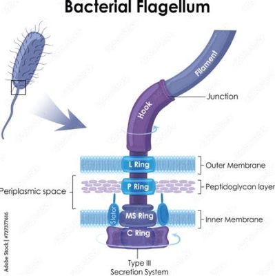  Flagellatum! Ontdek de fascinerende wereld van deze eencellige organismen die zich voortbewegen met een trilhaar