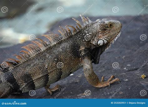  Iguana: Een reptiel met een stekelige houding en een fascinerende manier van leven!