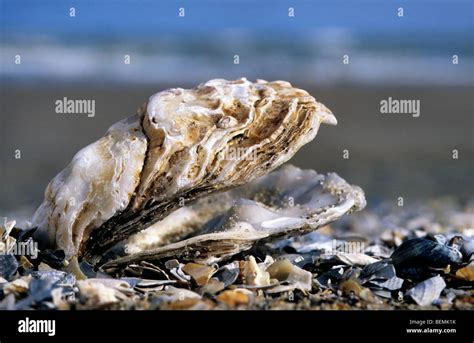  Japanse Oesters: Een Kleine Schelp Met Grote Impact op de Oceaanbodem!