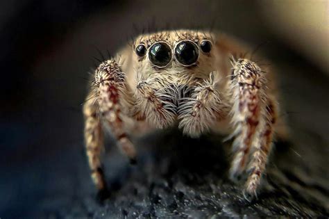  Jumping Spider! Meet the Tiny Eight-Eyed Hunter With Superhuman Vision That Makes It One of Nature's Most Skilled Predators