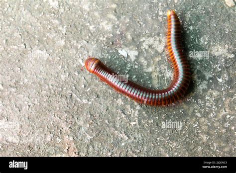  Nereis! De wonderlijke duizendpoot die door de zeebodem kruipt en zich verschuilt tussen de rotsen