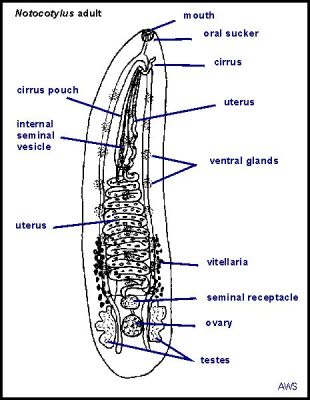  Notocotylus – Een kleine parasiet met een grote eetlust en een fascinerende levenscyclus!