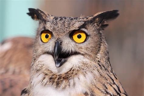  Oehoe! Een Vogel met een Mysterieuze Karakter en Oogverblindende Nachtelijke Vluchten