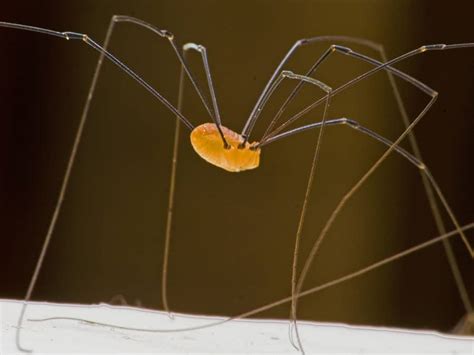  Questing Spider: Its Tiny Legs Carrying A Giant Load Of Curiosity!