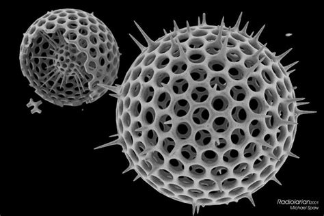  Radiolaria! Een Microscopische Wereld Vol Geometrische Schoonheid en Mysterie