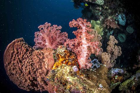  Sarcophyton: Een kleurrijke zeewier-soort die de zeebodem bewoont!