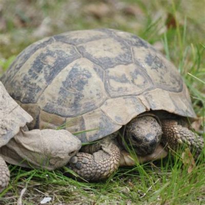  Schildpad! Een Kleine Steenhouwer met een Ongelimiteerde Levensduur