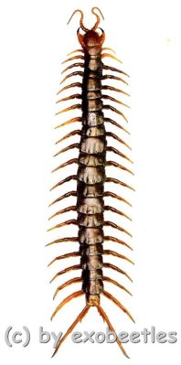  Scolopendra! De Meester van Camouflage met een Appetit voor Insecten