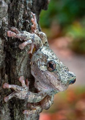  Tree Frog: Een Geweldige Klimmer Met Een Mysterieuze Muzikale Stem!