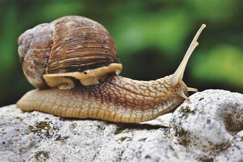  Udder Snail:  Can This Soft-Bodied Mollusk Really Outrun its Terrestrial Predators?