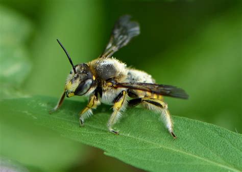  Wiedehop Een indrukwekkend insect met een fascinerend sociale leven en een onverwachte rol in de bestrijding van ongewenste plagen!