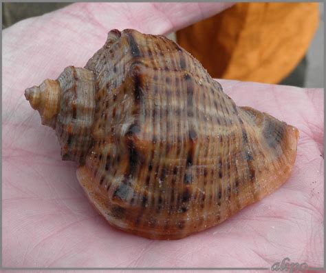  Xenophora: Een bijzondere schelp met een eeuwige honger naar kunst en schoonheid!