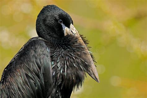  Zeekoehond Een vogels die zich kan aanpassen aan de meest ongewone eetgewoonten!